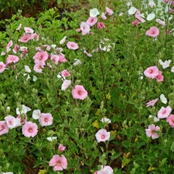 Produits populaires -Pas Cher Vertuval Magasin ren 101515 3 1706110155075