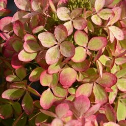 Hortensia Paniculé PASTELGREEN® Renxolor -Pas Cher Vertuval Magasin ren 103137 5