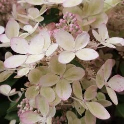 Hortensia Paniculé PASTELGREEN® Renxolor -Pas Cher Vertuval Magasin ren 103137 6