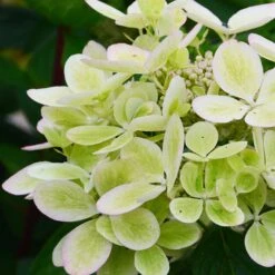Hortensia Paniculé PASTELGREEN® Renxolor -Pas Cher Vertuval Magasin ren 103137 7
