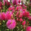 Callistemon Hot Pink - Rince-bouteille Rose