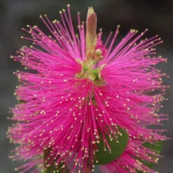 Callistemon Hot Pink - Rince-bouteille Rose -Pas Cher Vertuval Magasin ren 104607 6 1705313753622