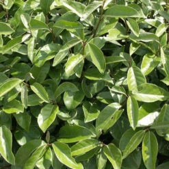 Eleagnus -Pas Cher Vertuval Magasin ren 90366 9 1700140158281