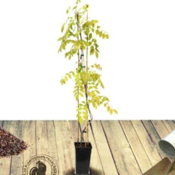 Glycine De Chine Caroline -Pas Cher Vertuval Magasin tra 41396 5