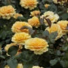 Rosier Amber Queen ®