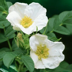 Rosier Rugueux à Fleurs Blanches