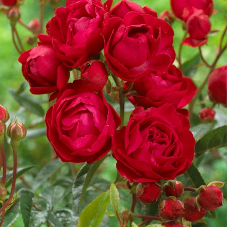 Rosier Fête Des Mères 1 Rosier Fête Des Mères