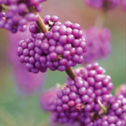 Callicarpa Profusion