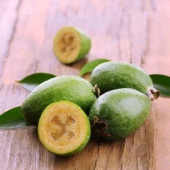 Goyavier Du Bresil -Pas Cher Vertuval Magasin wil 105475 7