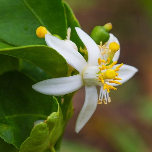 Combava 3 Combava – Image 3