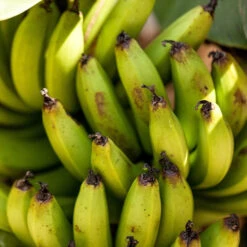 Bananier Nain 'Super Dwarf Cavendish' -Pas Cher Vertuval Magasin wil 107135 7