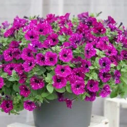 3 Pétunias Royal Sky -Pas Cher Vertuval Magasin wil 85651 7