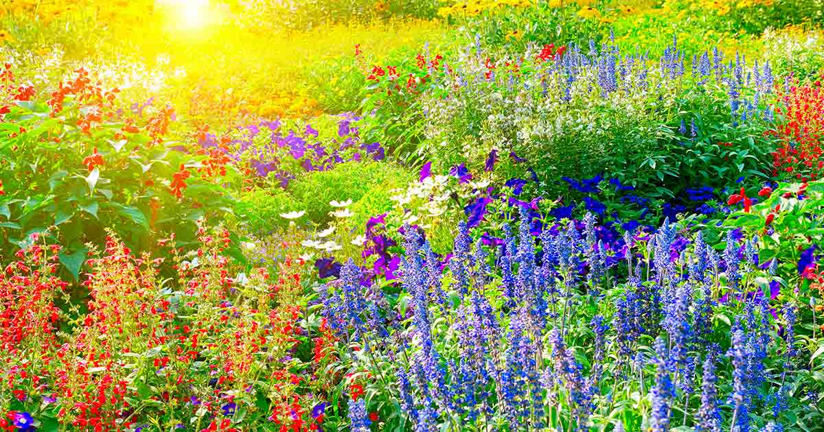 Pas Cher Vertuval Magasin -Pas Cher Vertuval Magasin Colorful flower bed og